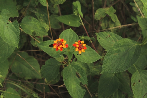 Lantana (Lantana camara)