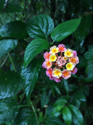 Lantana