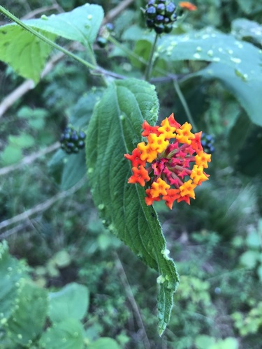 Lantana cujabensis (Lantana cujabensis)