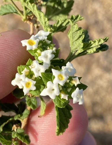 Lantana dinteri (Lantana dinteri)