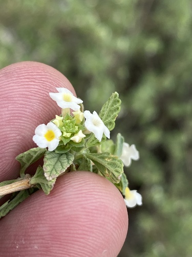 Lantana dinteri (Lantana dinteri)