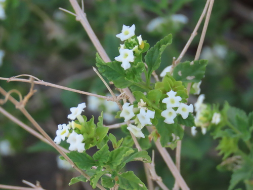 Lantana dinteri (Lantana dinteri)