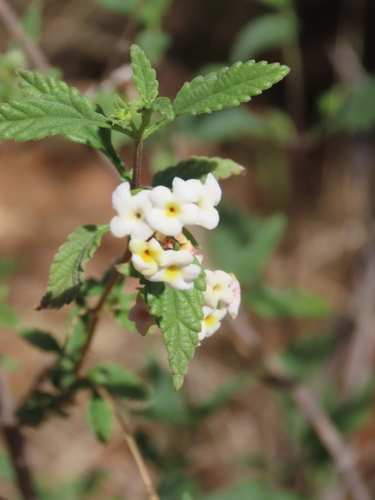 Lantana dinteri (Lantana dinteri)