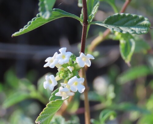Lantana dinteri (Lantana dinteri)
