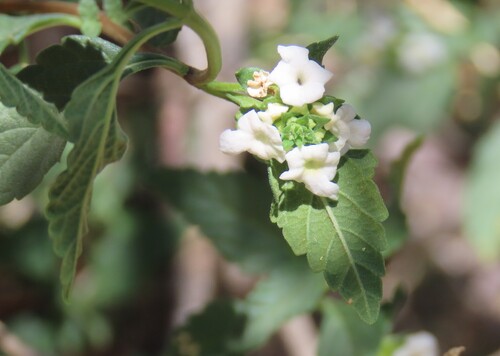 Lantana dinteri (Lantana dinteri)