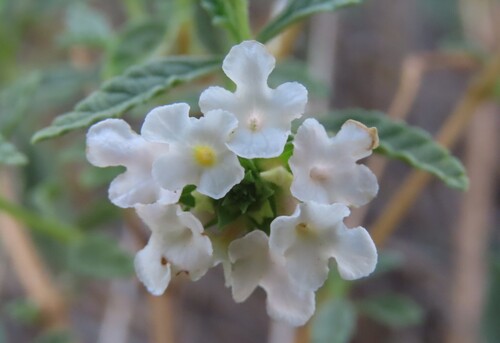 Lantana dinteri (Lantana dinteri)