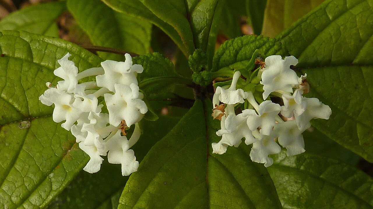 Lantana lucida: Lantana lucida Schauer