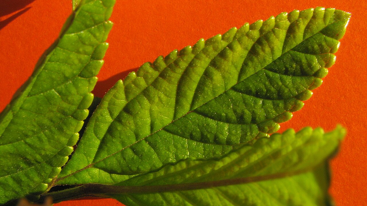 Lantana lucida: Lantana lucida Schauer