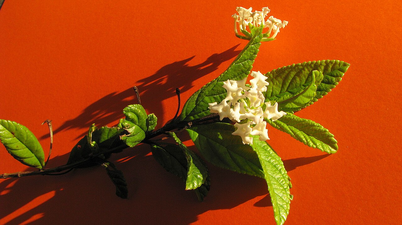 Lantana lucida: Lantana lucida Schauer