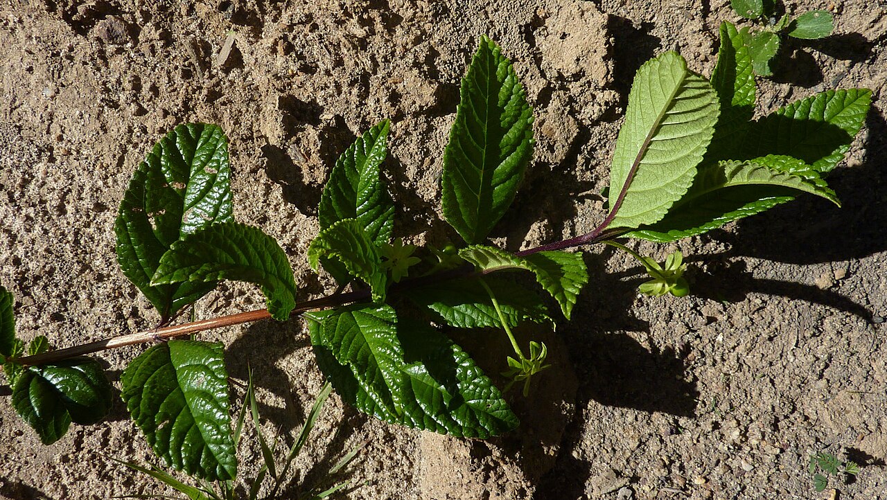Lantana lucida: Lantana lucida Schauer