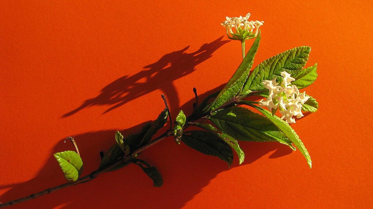 Lantana lucida: Lantana lucida Schauer