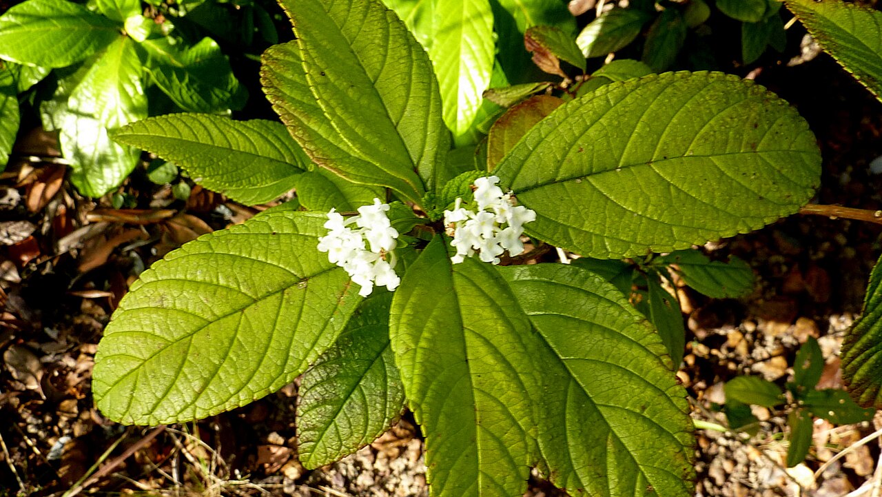 Lantana lucida: Lantana lucida Schauer
