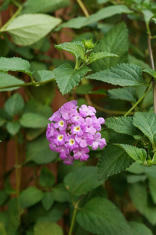 Trailing shrubverbena: Purple lantana