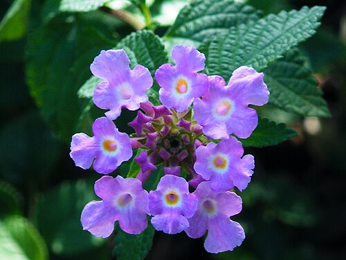 Trailing shrubverbena: Lantana montevidensis in Tampa, Florida