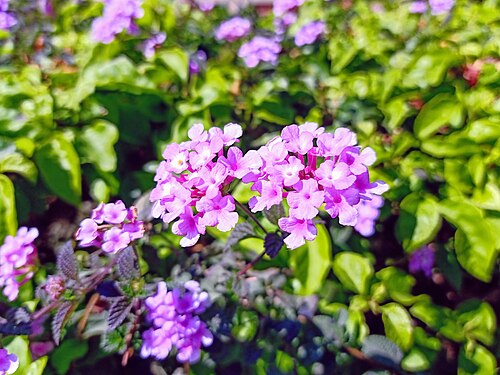 Trailing shrubverbena: Lantana montevidensis in Bhopal