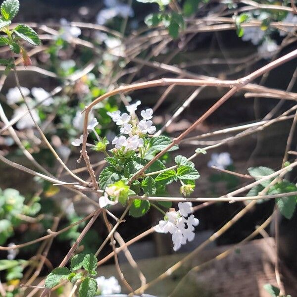 Trailing shrubverbena (Lantana montevidensis)