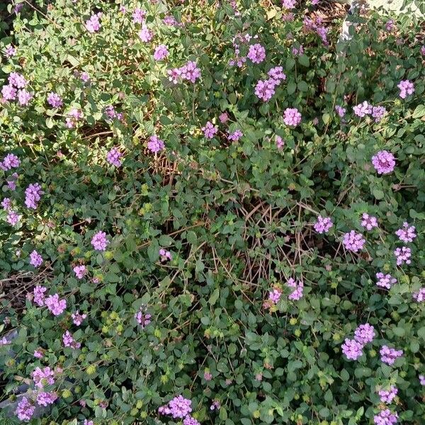 Trailing shrubverbena (Lantana montevidensis)