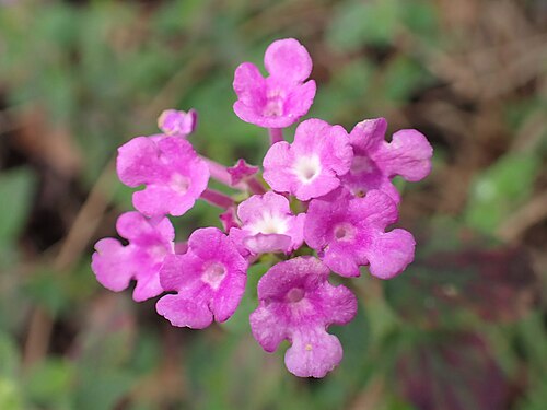 Trailing shrubverbena: Lantana montevidensis in Jardim Botânico da Ajuda in Lisbon