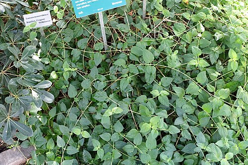 Trailing shrubverbena: Botanical specimen in the Bergianska trädgården - Stockholm, Sweden.