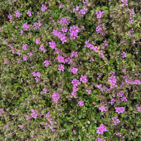 Trailing shrubverbena (Lantana montevidensis)