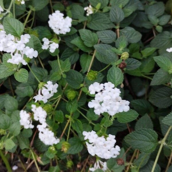 Trailing shrubverbena (Lantana montevidensis)