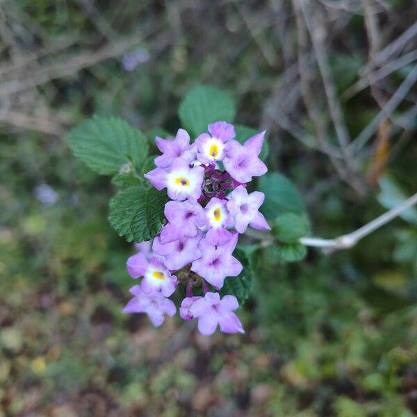Trailing shrubverbena (Lantana montevidensis)