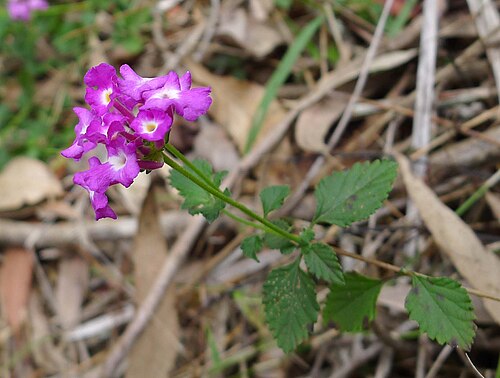 Trailing shrubverbena: Creeping Lantana. Lantana montevidensis