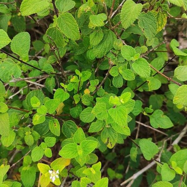 Trailing shrubverbena (Lantana montevidensis)