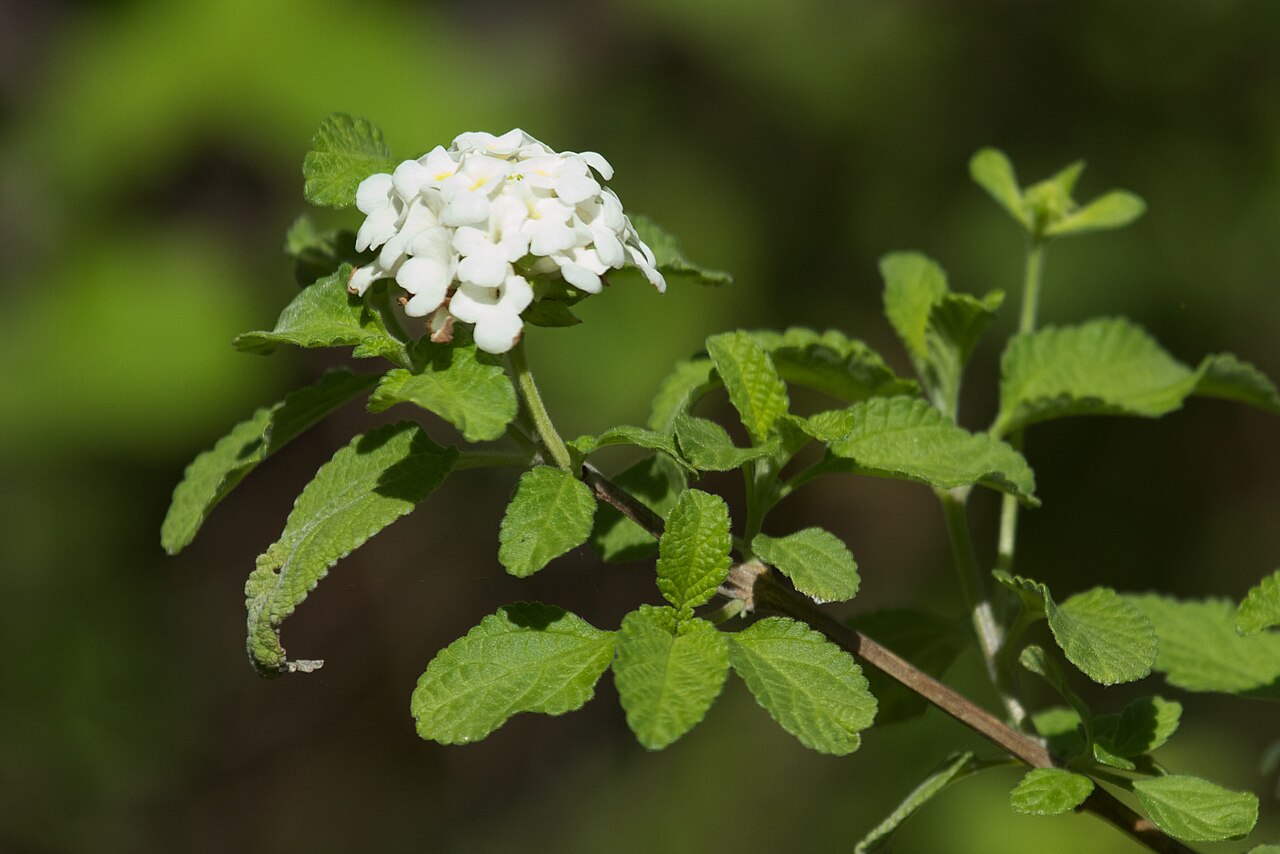 Galapagos lantana: Lantana peduncularis at San Cristóbal, Galapagos