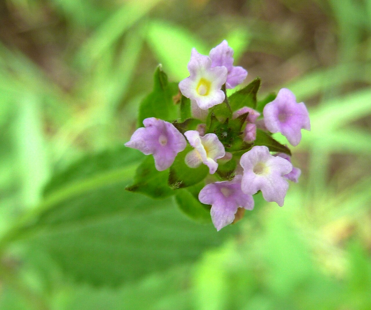 Lantana rugosa: Inflorescence of Bird's brandy growing at Skeerpoort, on the southern slope of the Magaliesberg, South Africa