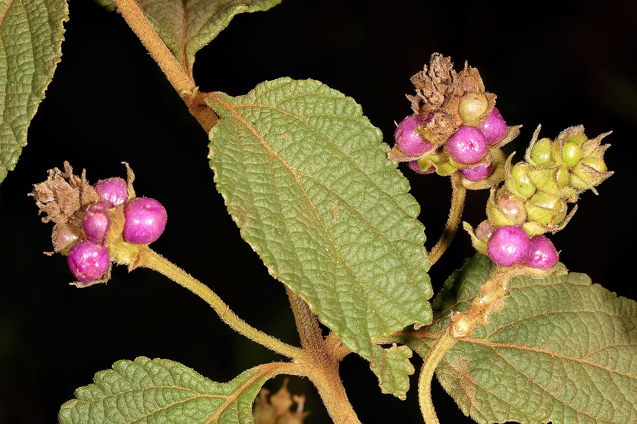 Lantana rugosa: Lantana rugosa , fruit; Malalane, in thicket, on road to Serenity Mountain and Forest Lodge, Mpumalanga, South Africa