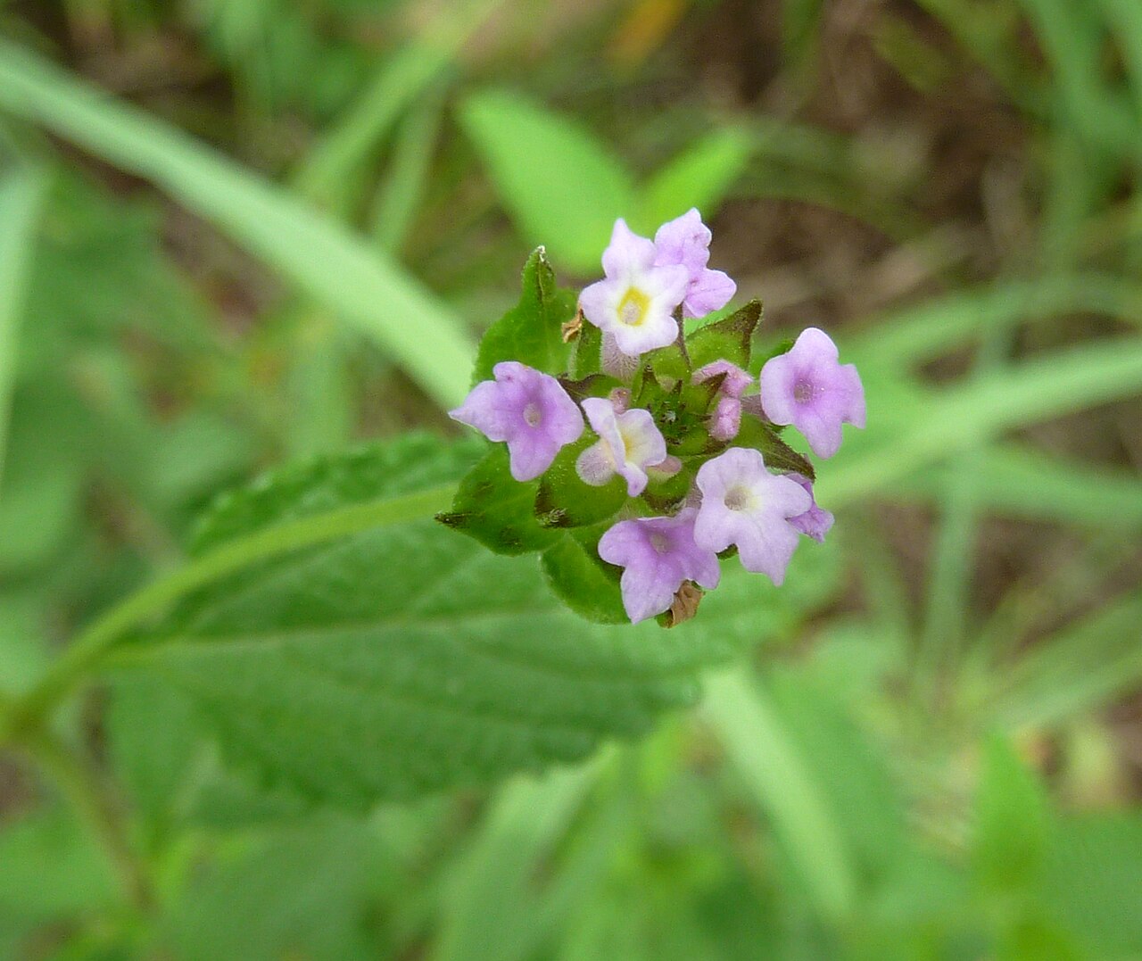 Lantana rugosa: Inflorescence of Bird's brandy growing at Skeerpoort, on the southern slope of the Magaliesberg, South Africa