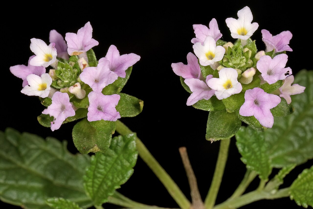Lantana rugosa: Lantana rugosa , flowers; Soutpansberg, Leshiba Wilderness, Louis Trichardt, South Africa