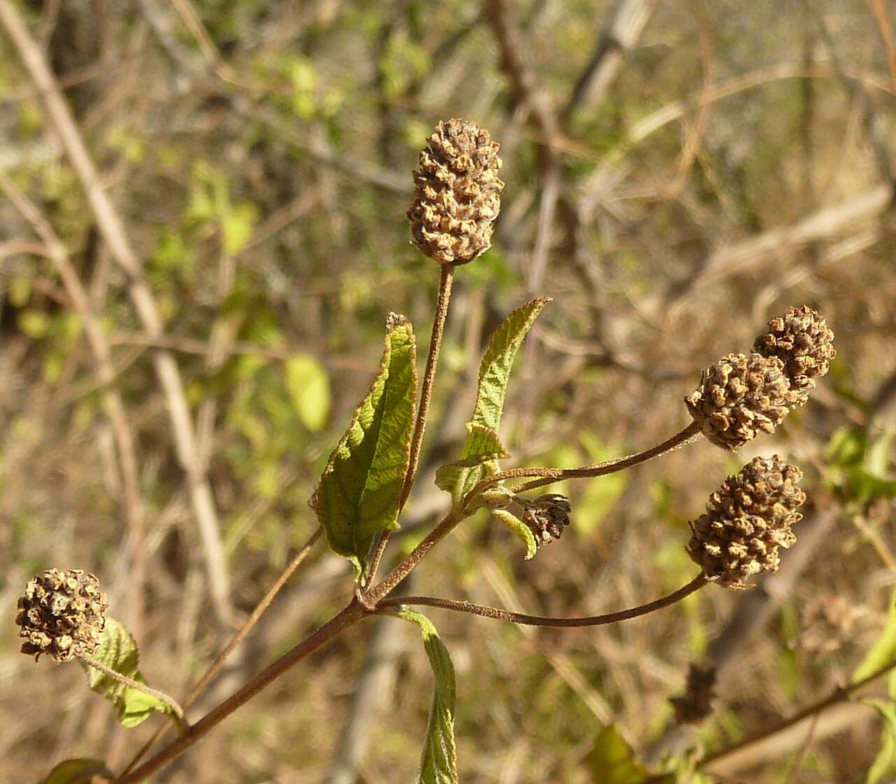 Lantana rugosa: Bird's brandy in winter landscape at eMakhosini, northern KZN