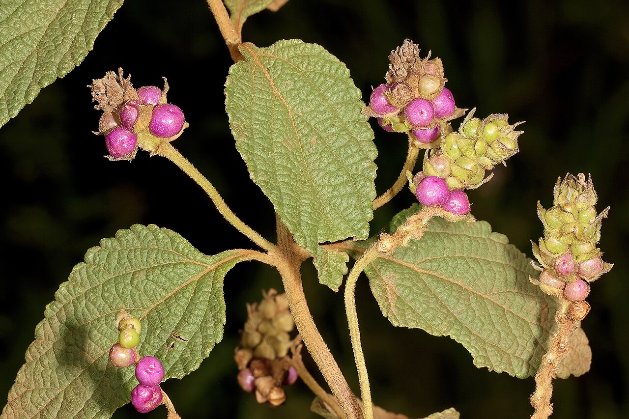 Lantana rugosa: Lantana rugosa , fruit; Malalane, in thicket, on road to Serenity Mountain and Forest Lodge, Mpumalanga, South Africa
