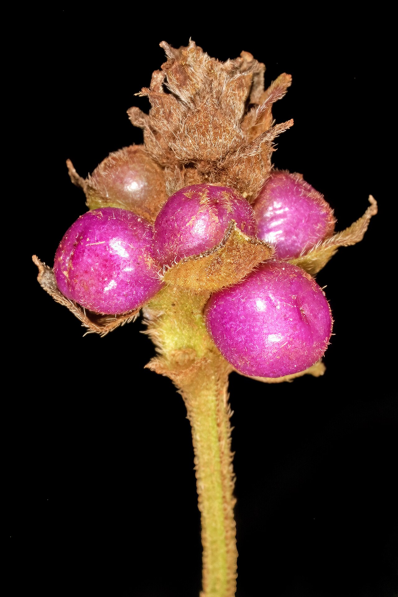 Lantana rugosa: Lantana rugosa , fruit; Malalane, in thicket, on road to Serenity Mountain and Forest Lodge, Mpumalanga, South Africa