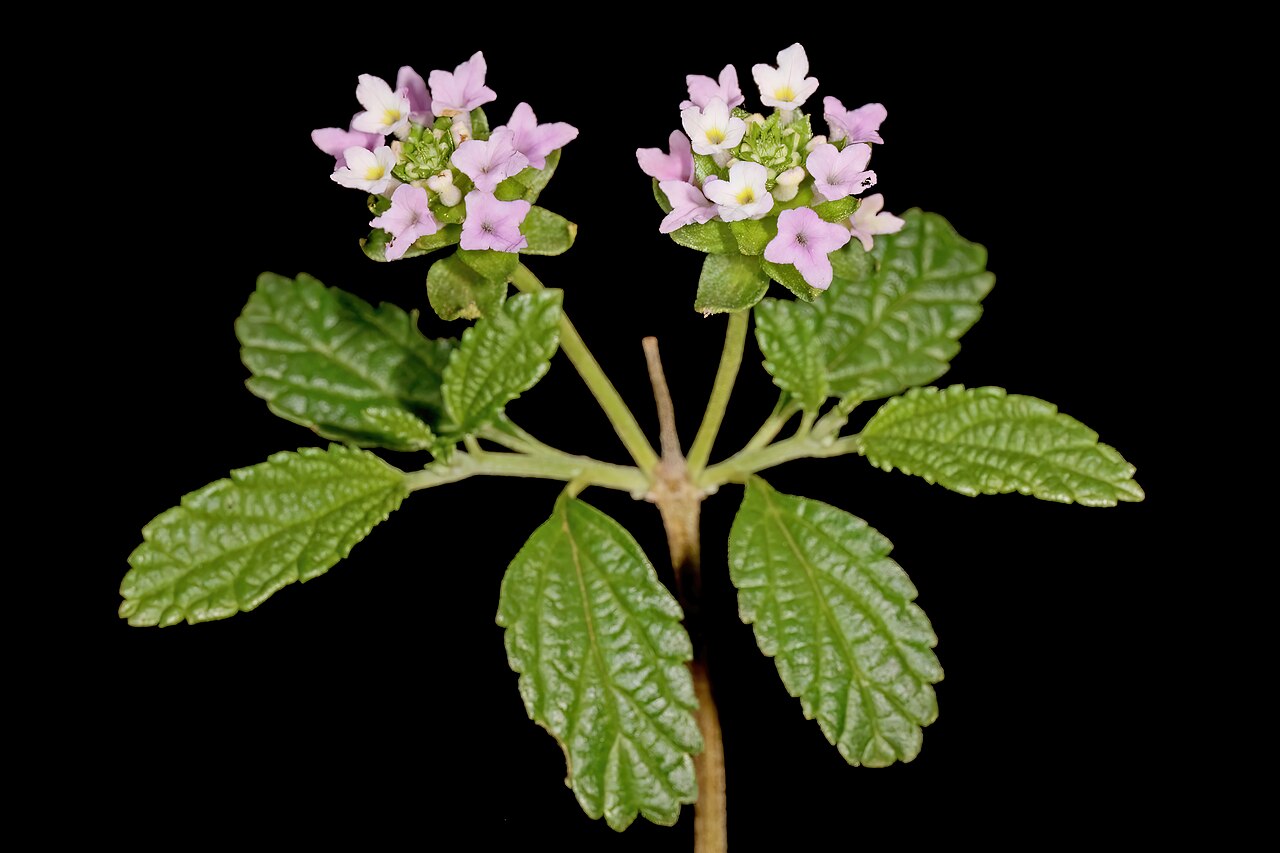Lantana rugosa: Lantana rugosa , flowers; Soutpansberg, Leshiba Wilderness, Louis Trichardt, South Africa