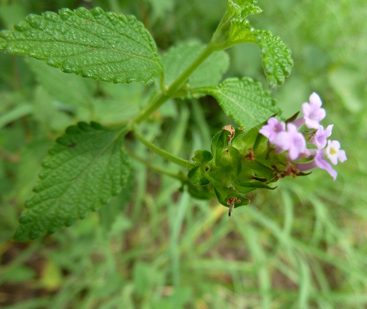 Lantana rugosa: Foliage, fruit and flowers of Bird's brandy growing at Skeerpoort, on the southern slope of the Magaliesberg, South Africa