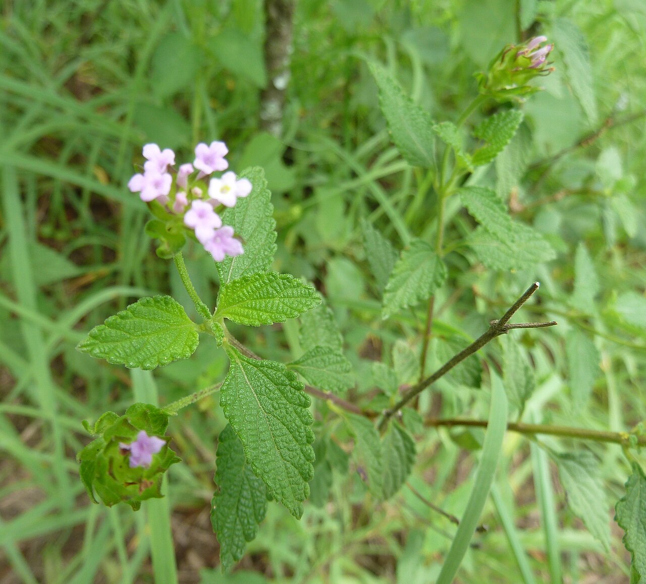 Lantana rugosa: Bird's brandy growing at Skeerpoort, on the southern slope of the Magaliesberg, South Africa