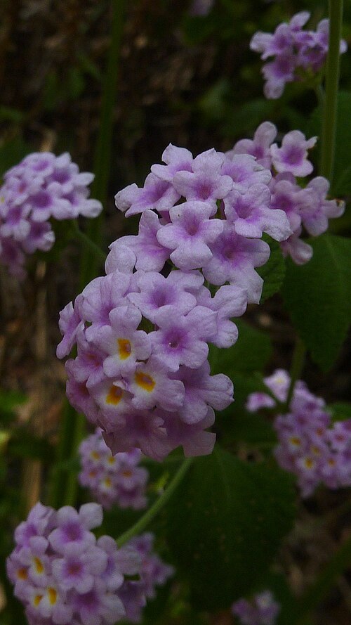 Lantana salzmannii: Lantana salzmannii Schauer