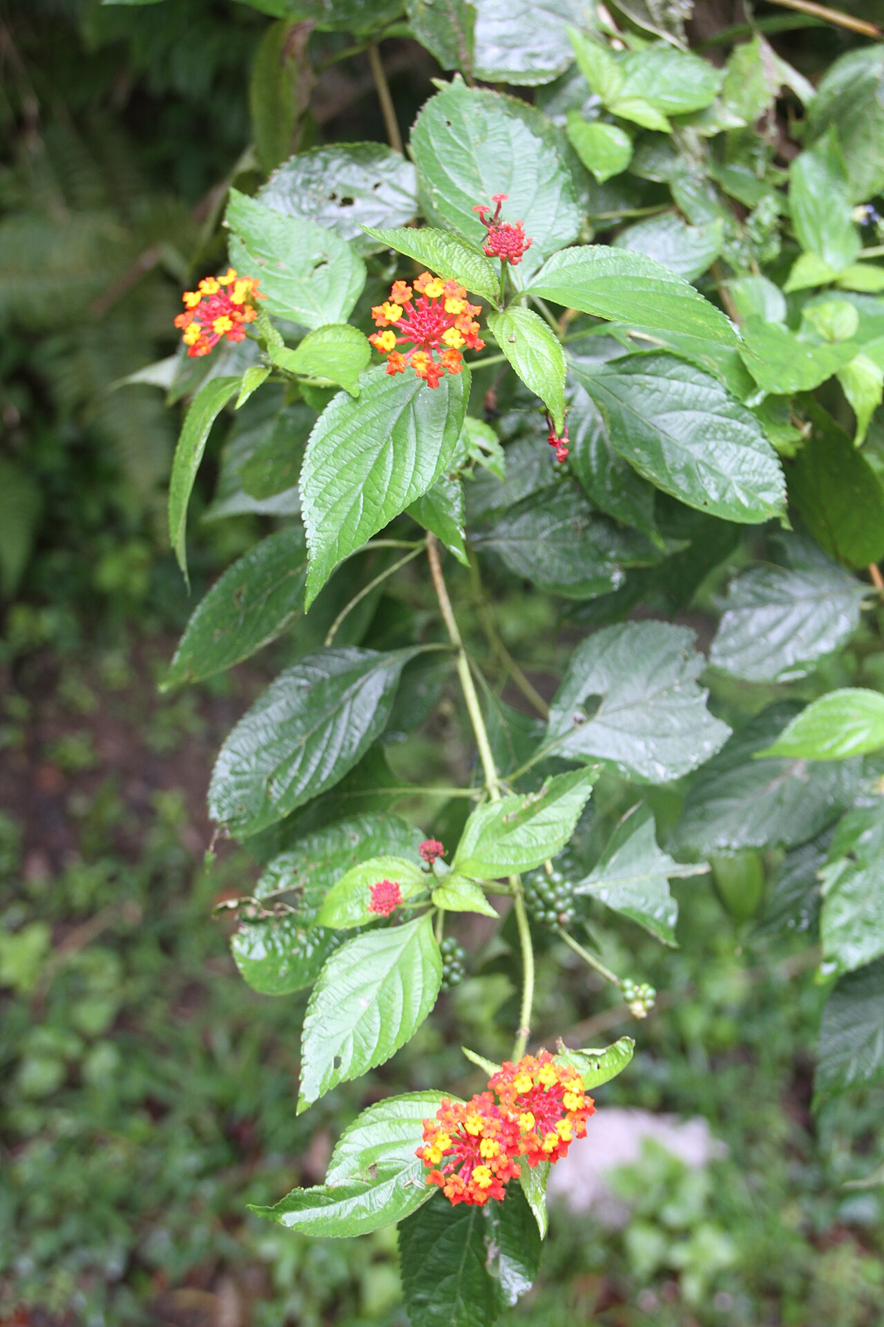 Lantana scabrida: Lantana scabrida, in the El Yunque National Forest, eastern Puerto Rico.