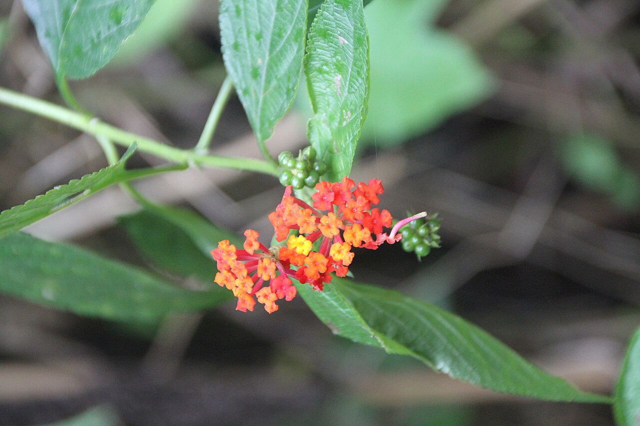 Lantana scabrida: Lantana scabrida, in the El Yunque National Forest, eastern Puerto Rico.