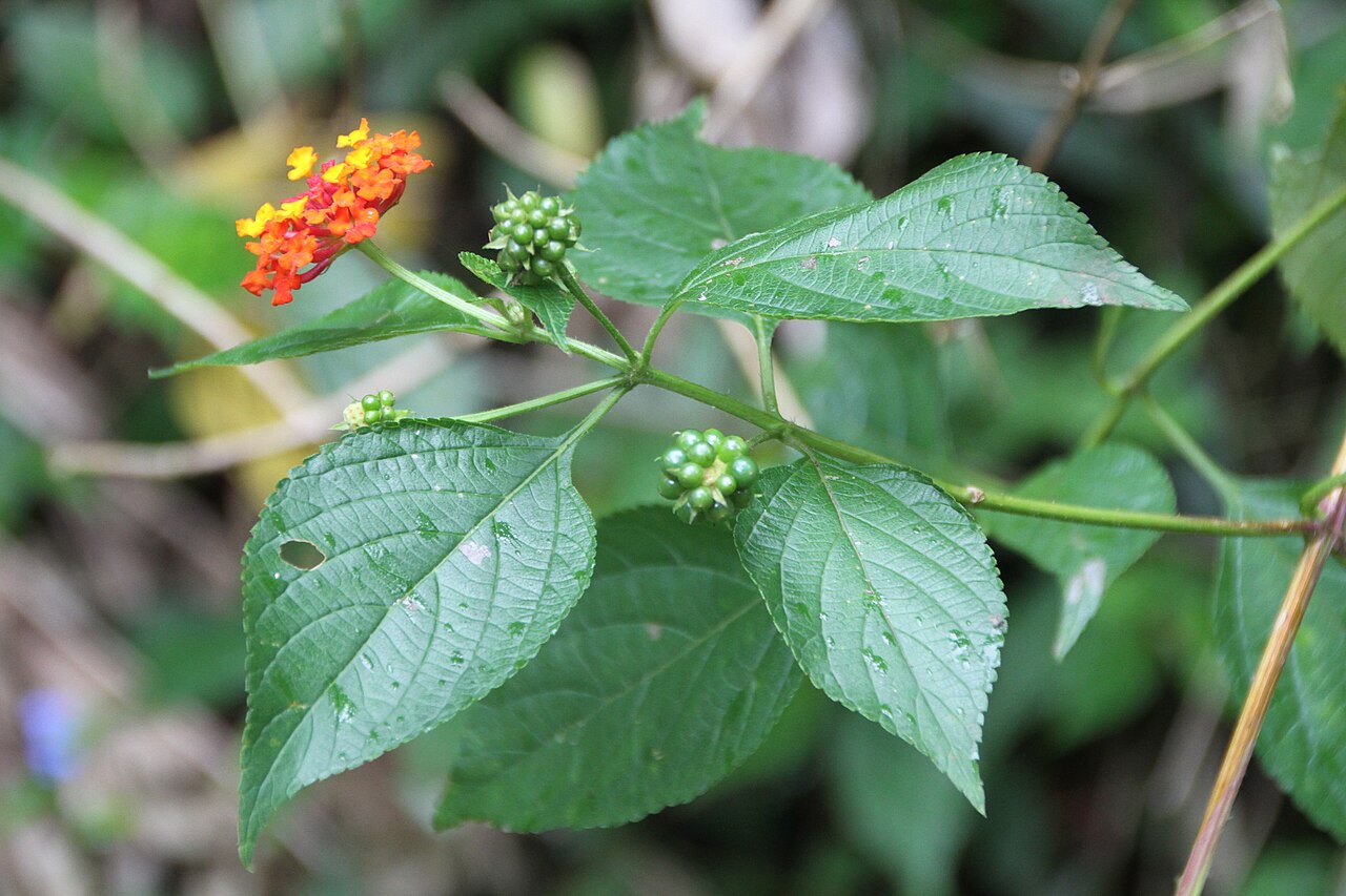 Lantana scabrida: Lantana scabrida, in the El Yunque National Forest, eastern Puerto Rico.