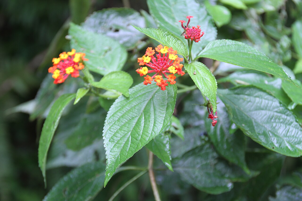 Lantana scabrida: Lantana scabrida, in the El Yunque National Forest, eastern Puerto Rico.