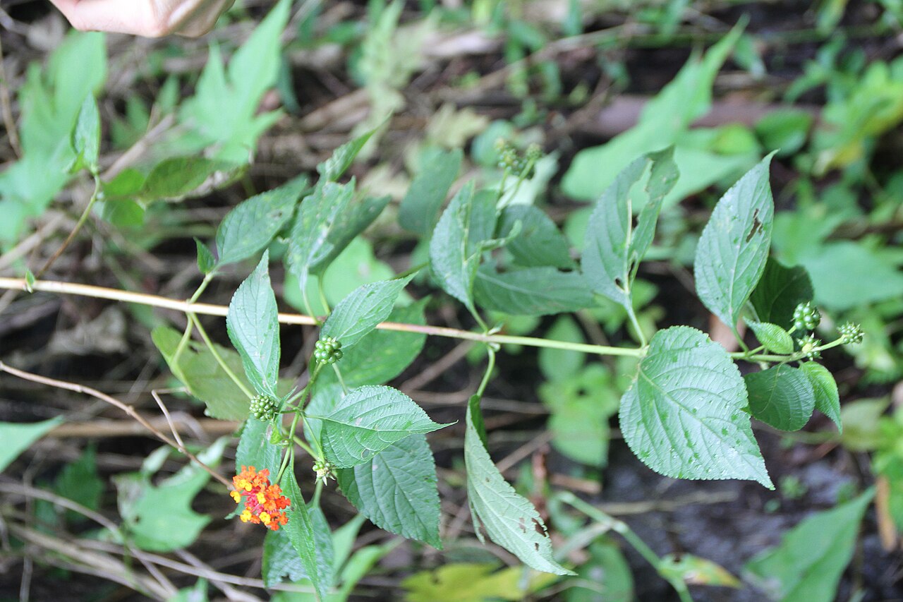 Lantana scabrida: Lantana scabrida, in the El Yunque National Forest, eastern Puerto Rico.