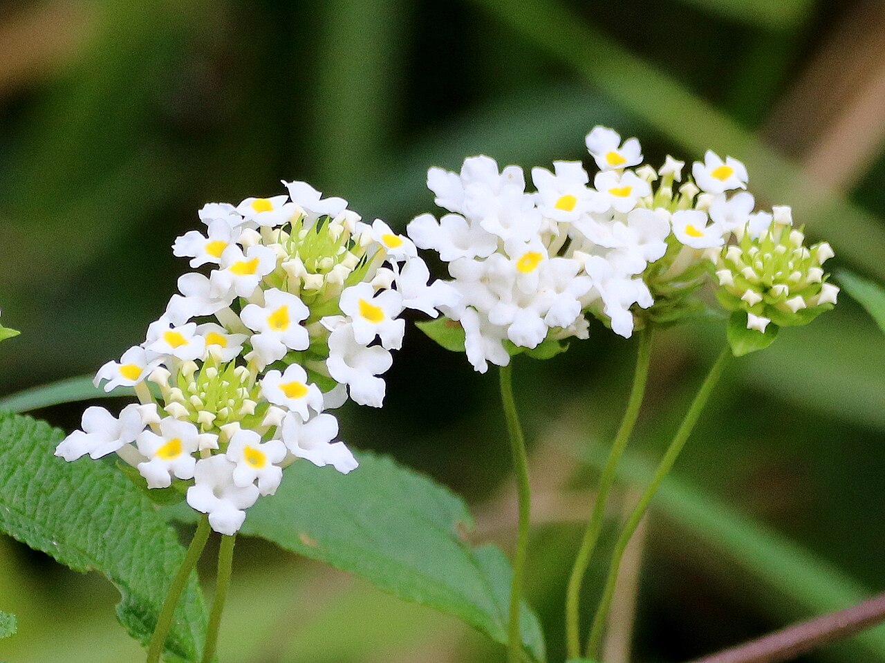 Lantana undulata: Lantana undulata, São Francisco do Sul, SC, 89240-000, 2023-07-01 (iNaturalist).