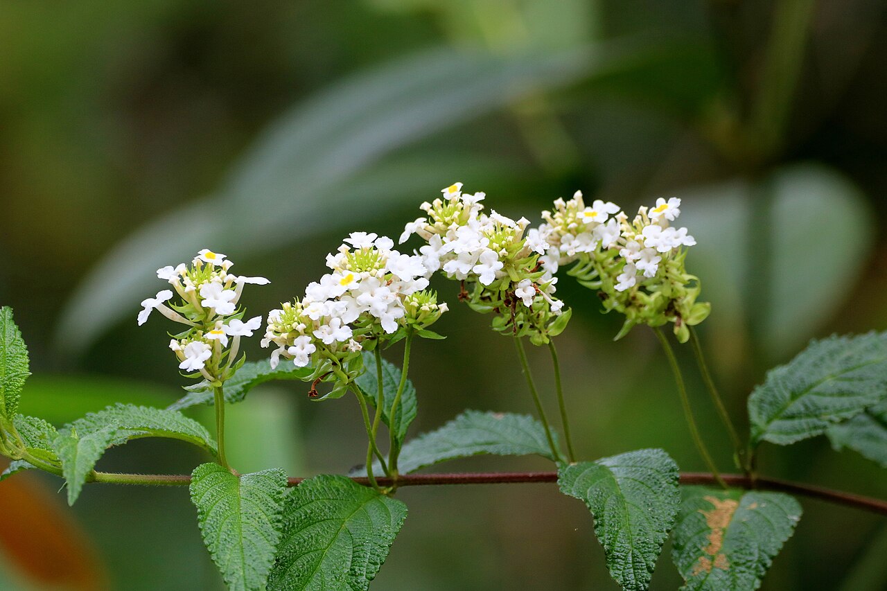 Lantana undulata: Lantana undulata, São Francisco do Sul, SC, 89240-000, 2023-07-01 (iNaturalist).