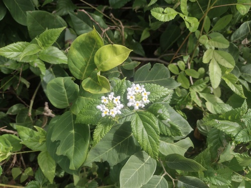 Lantana undulata (Lantana undulata)