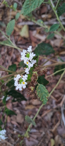 Lantana undulata (Lantana undulata)