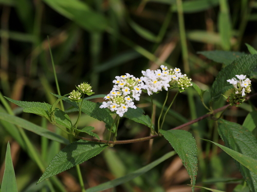 Lantana undulata (Lantana undulata)